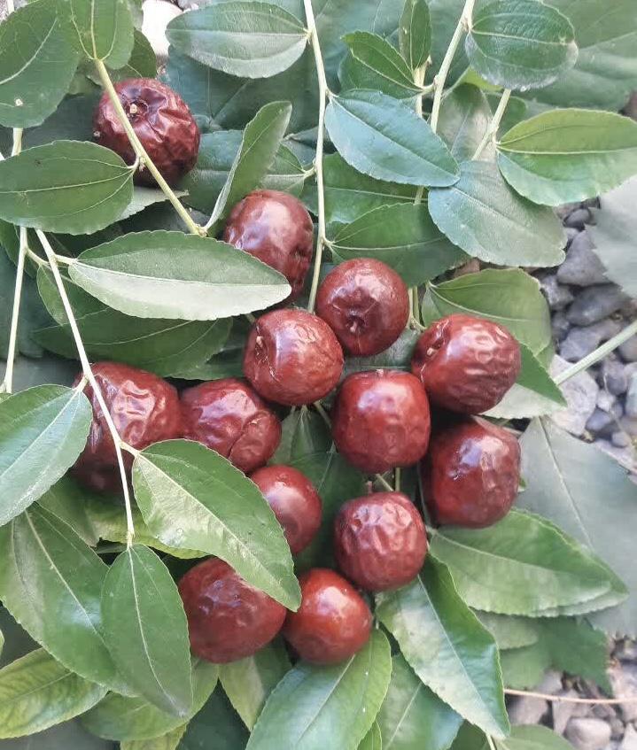 عناب درجه یک و ارگانیک ثمرات یک کیلویی